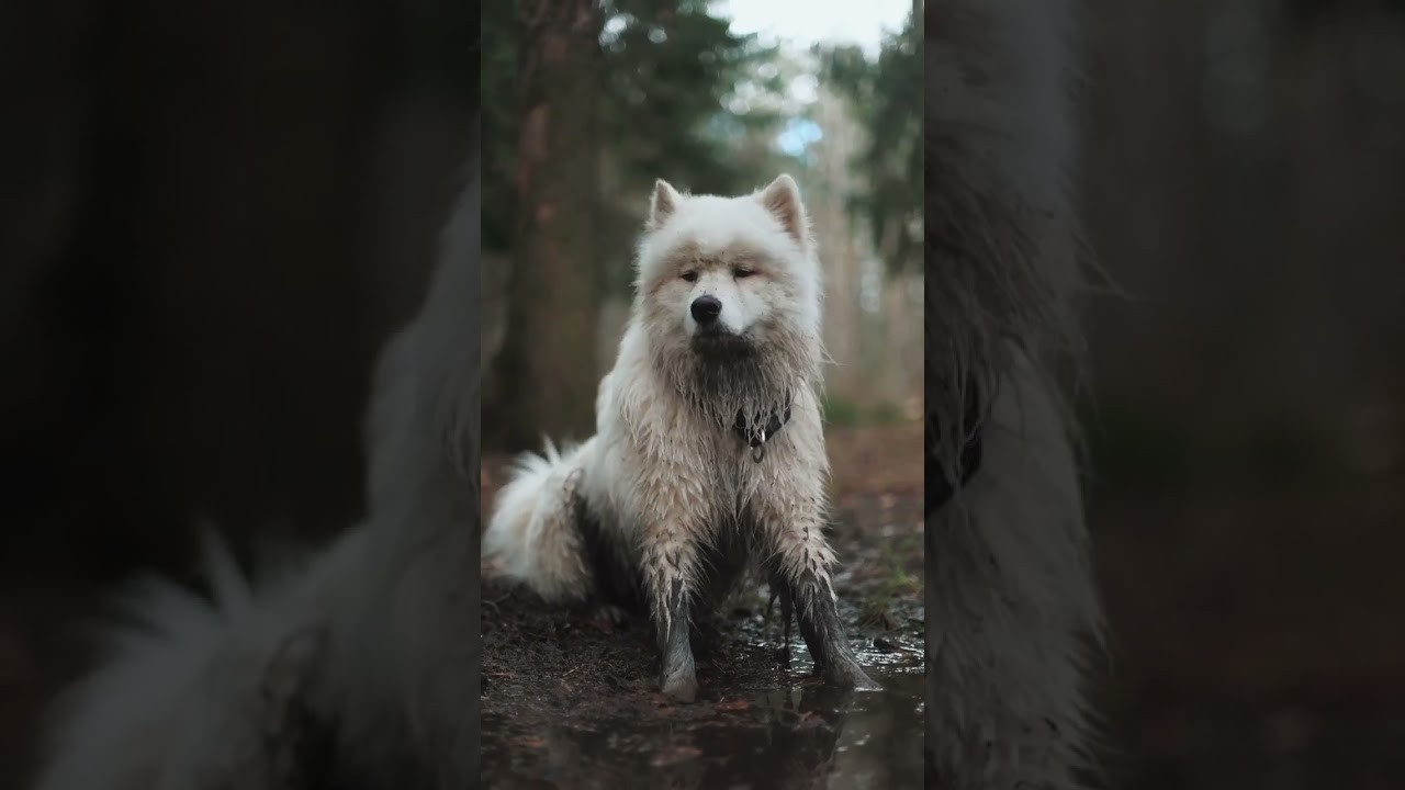 Видео про животных. Фотограф анималист в Москве Майорова Евгения
