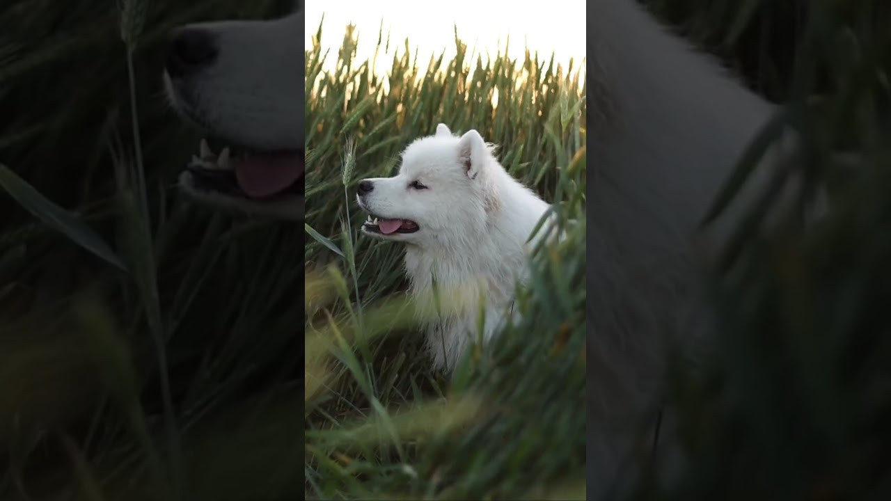 Видео про животных. Фотограф анималист в Москве Майорова Евгения
