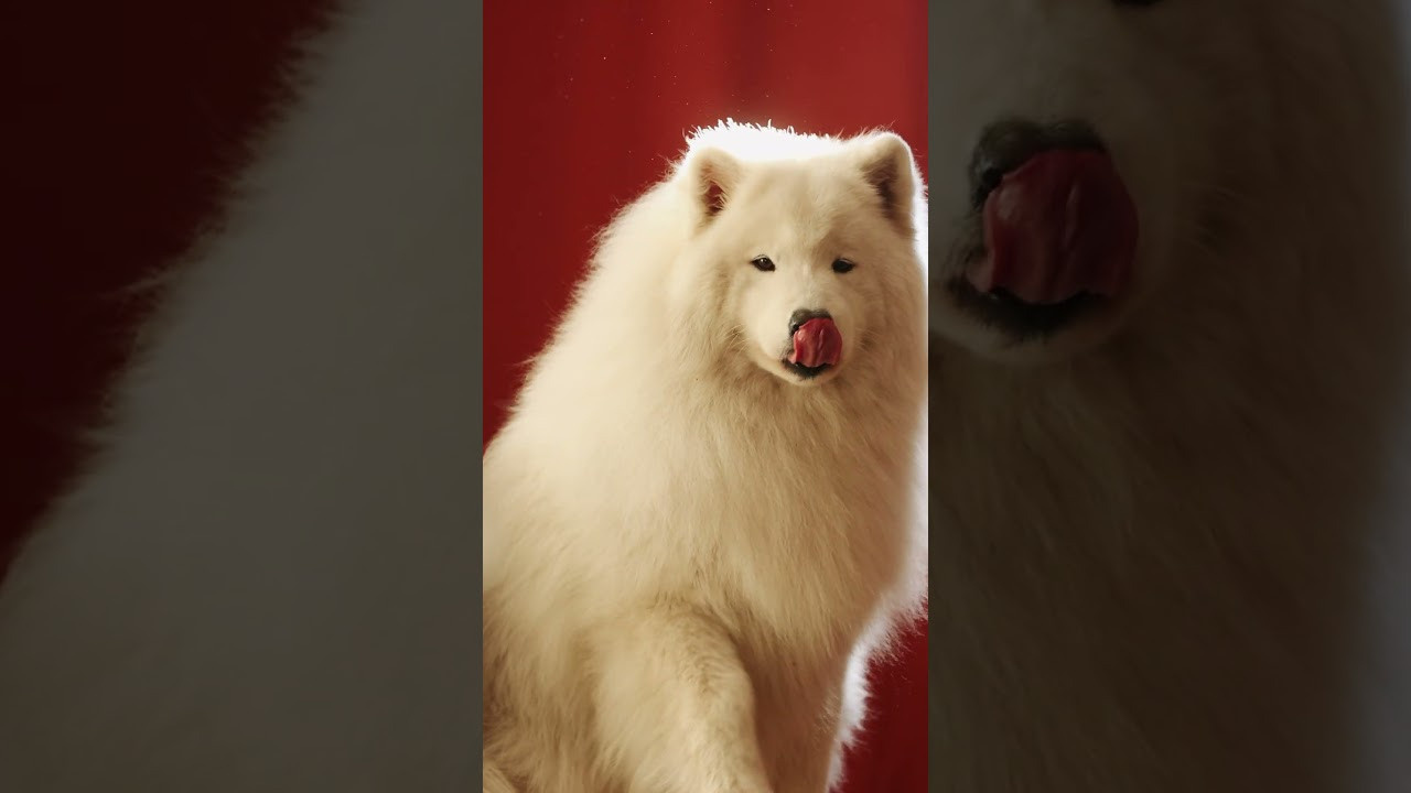 Видео про животных. Фотограф анималист в Москве Майорова Евгения