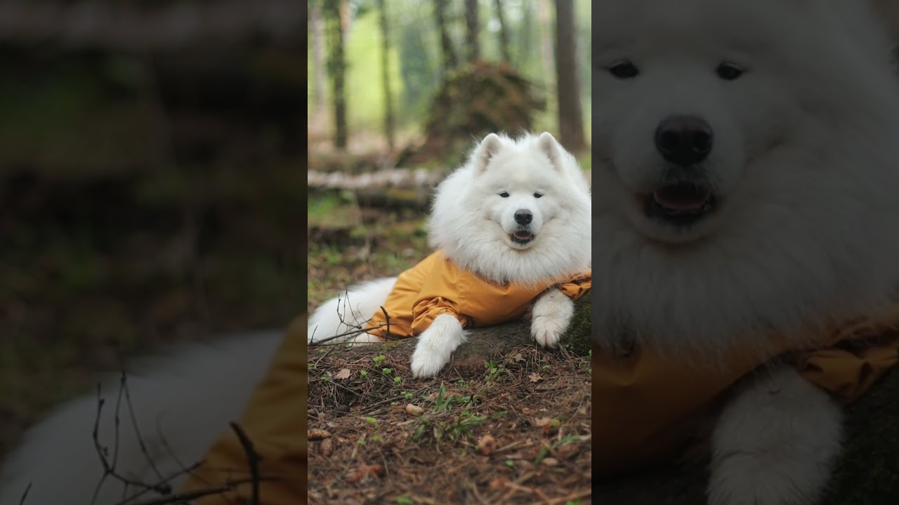 Видео про животных. Фотограф анималист в Москве Майорова Евгения