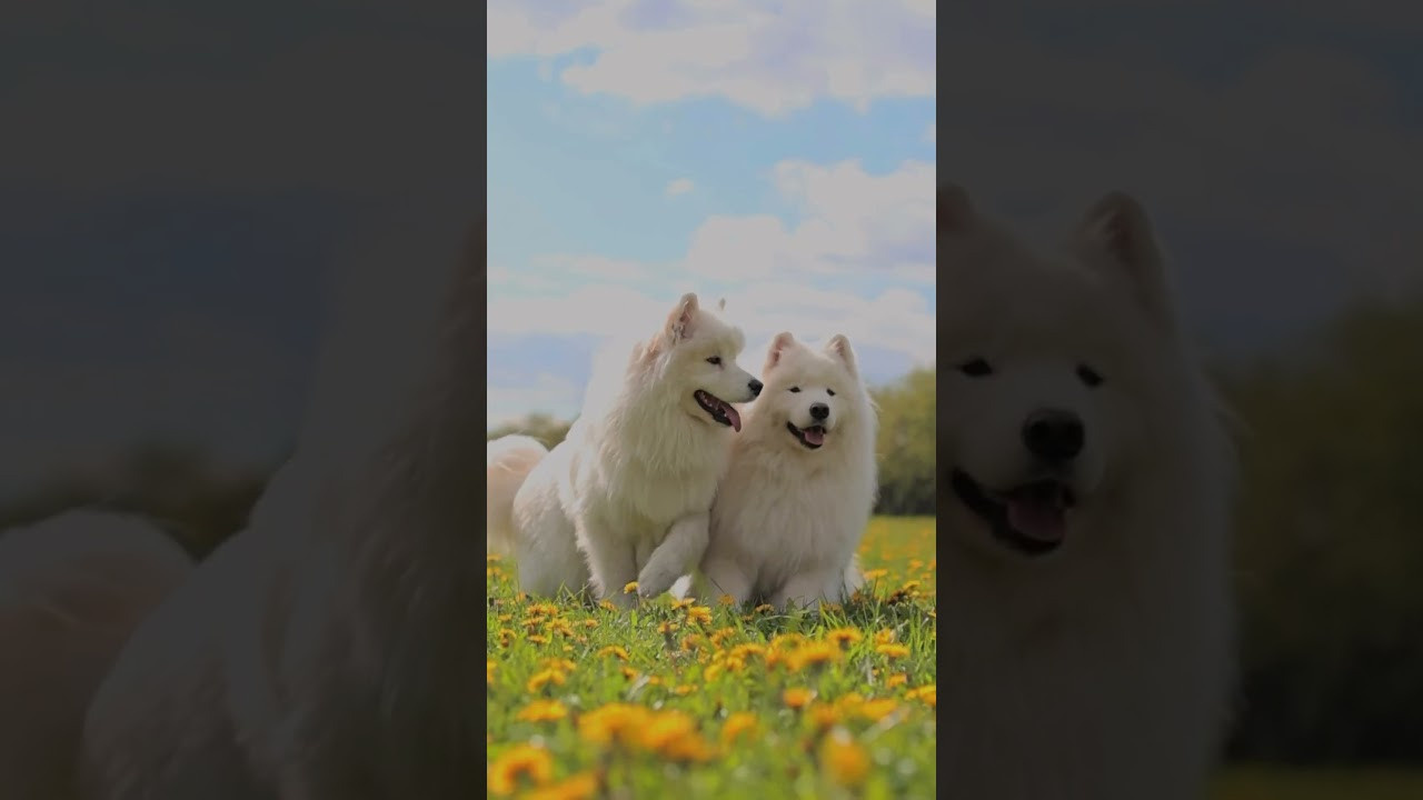 Видео про животных. Фотограф анималист в Москве Майорова Евгения