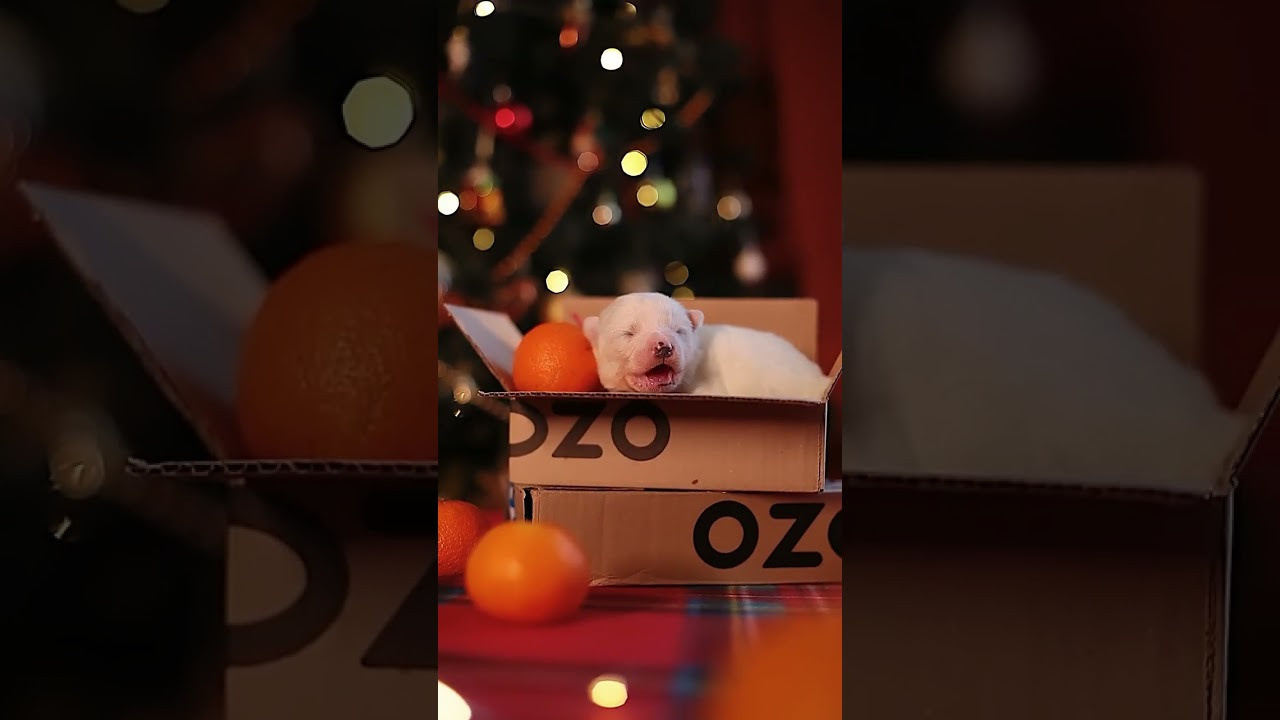 Видео про животных. Фотограф анималист в Москве Майорова Евгения