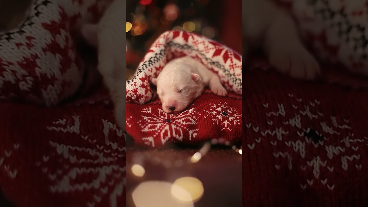 Видео про животных. Фотограф анималист в Москве Майорова Евгения
