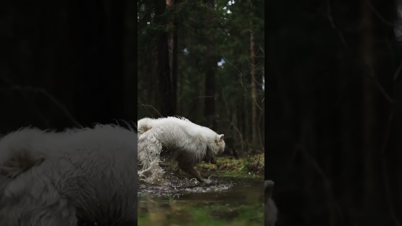 Видео про животных. Фотограф анималист в Москве Майорова Евгения