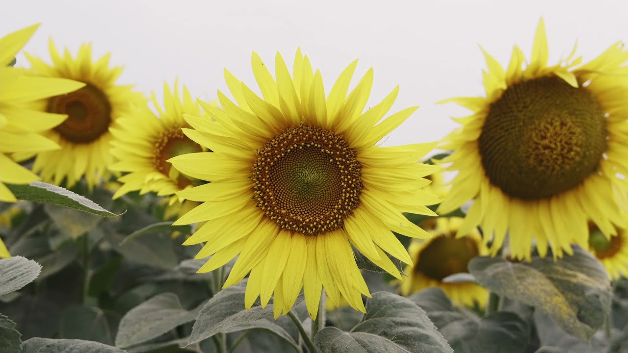 Подсолнухи. Свадебный семейный фотограф и видеограф Гомель Минск Беларусь Европа
