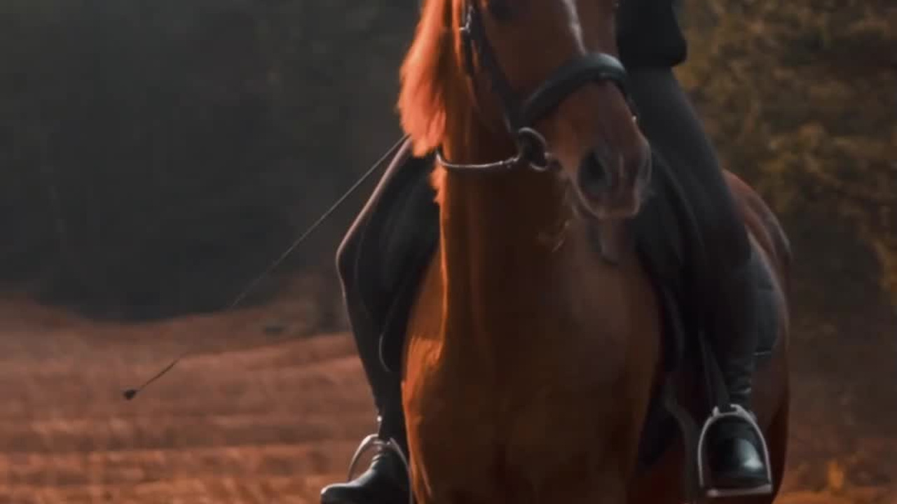 REELS. Filmedia Production