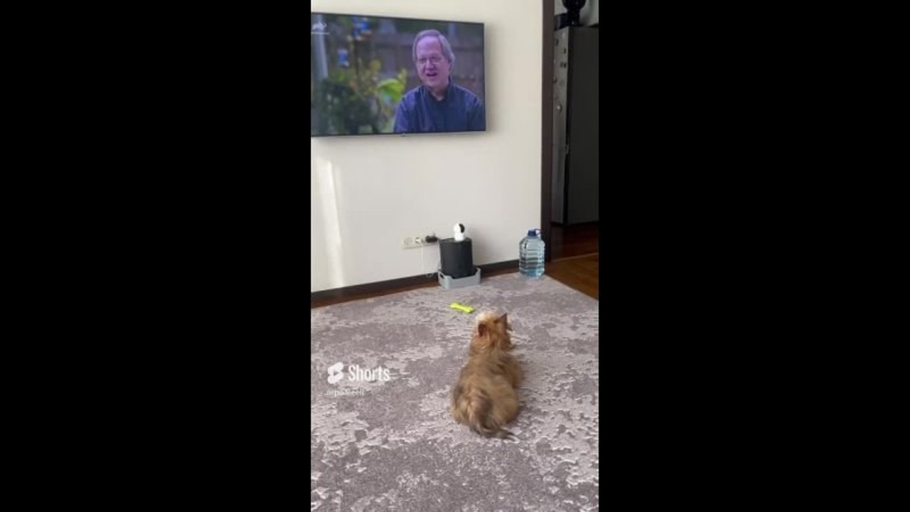 Poale Ell Veles. Chinese Crested Dog Kennel Poale Ell