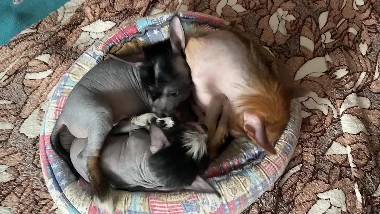 Помёт V. Питомник китайских хохлатых собак Poale Ell: купить щенка