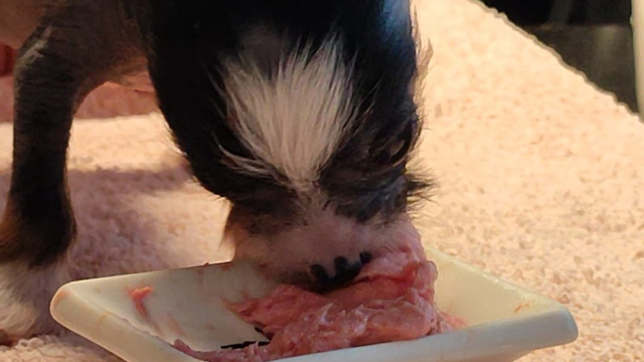 Poale Ell Vinsent. Chinese Crested Dog Kennel Poale Ell