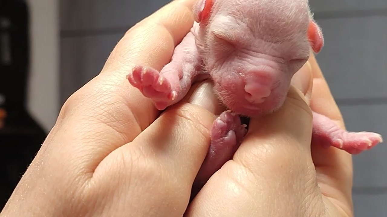 Помёт D | 16.10.2025. Питомник китайских хохлатых собак Poale Ell: купить щенка