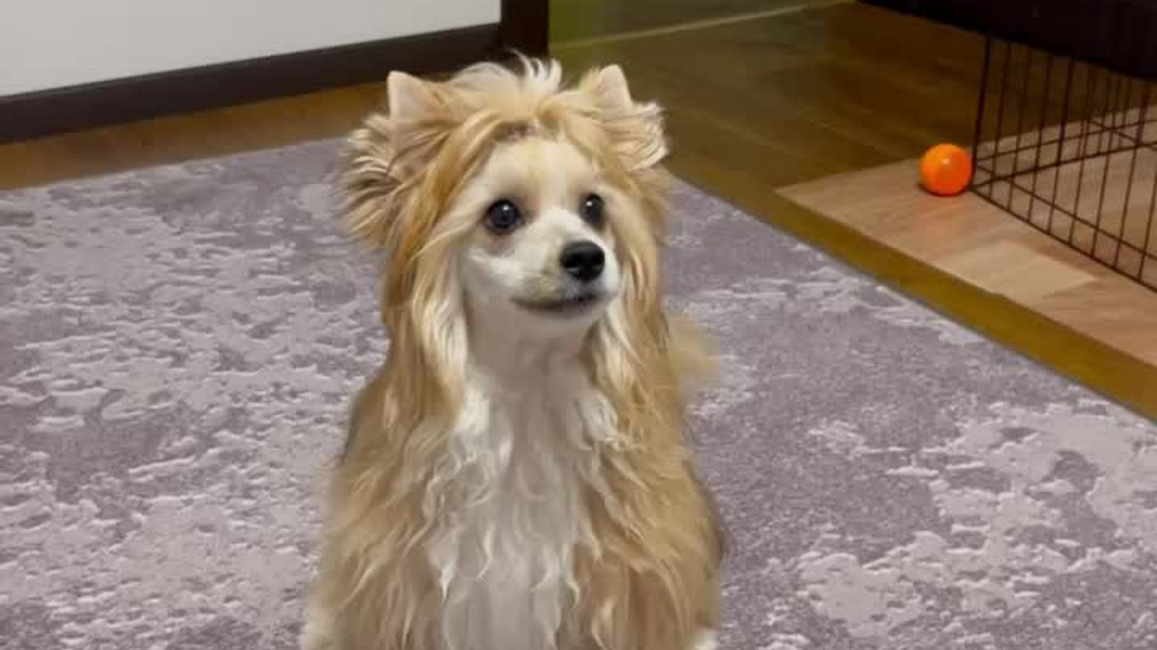 Poale Ell Veles. Chinese Crested Dog Kennel Poale Ell