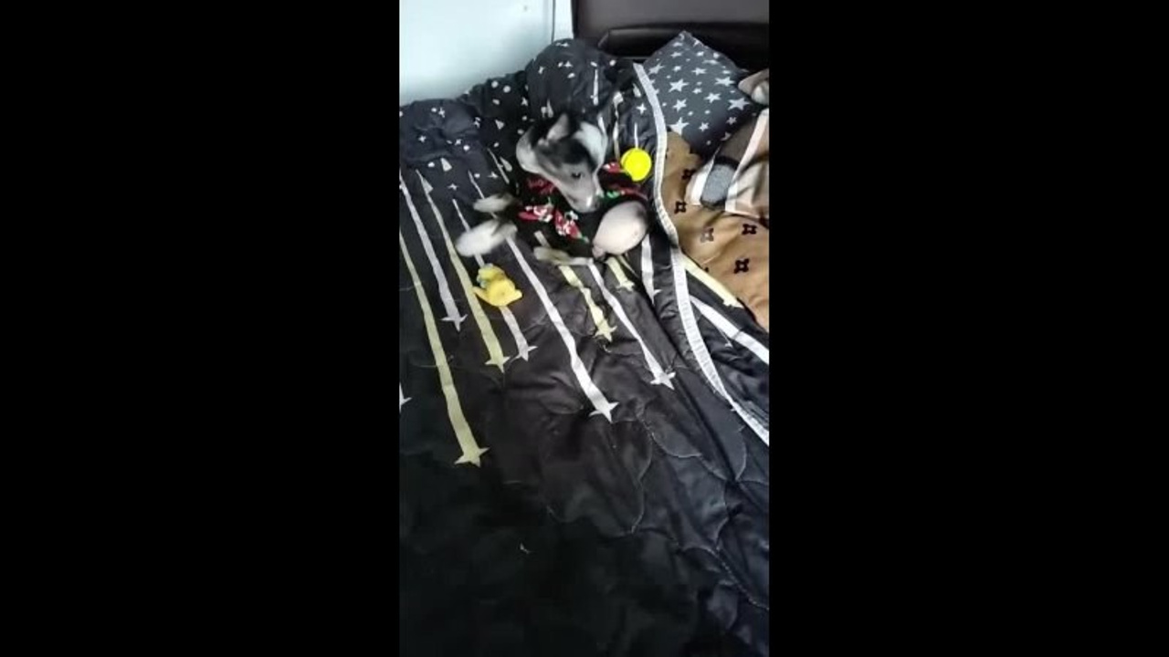 Poale Ell Vinsent. Chinese Crested Dog Kennel Poale Ell