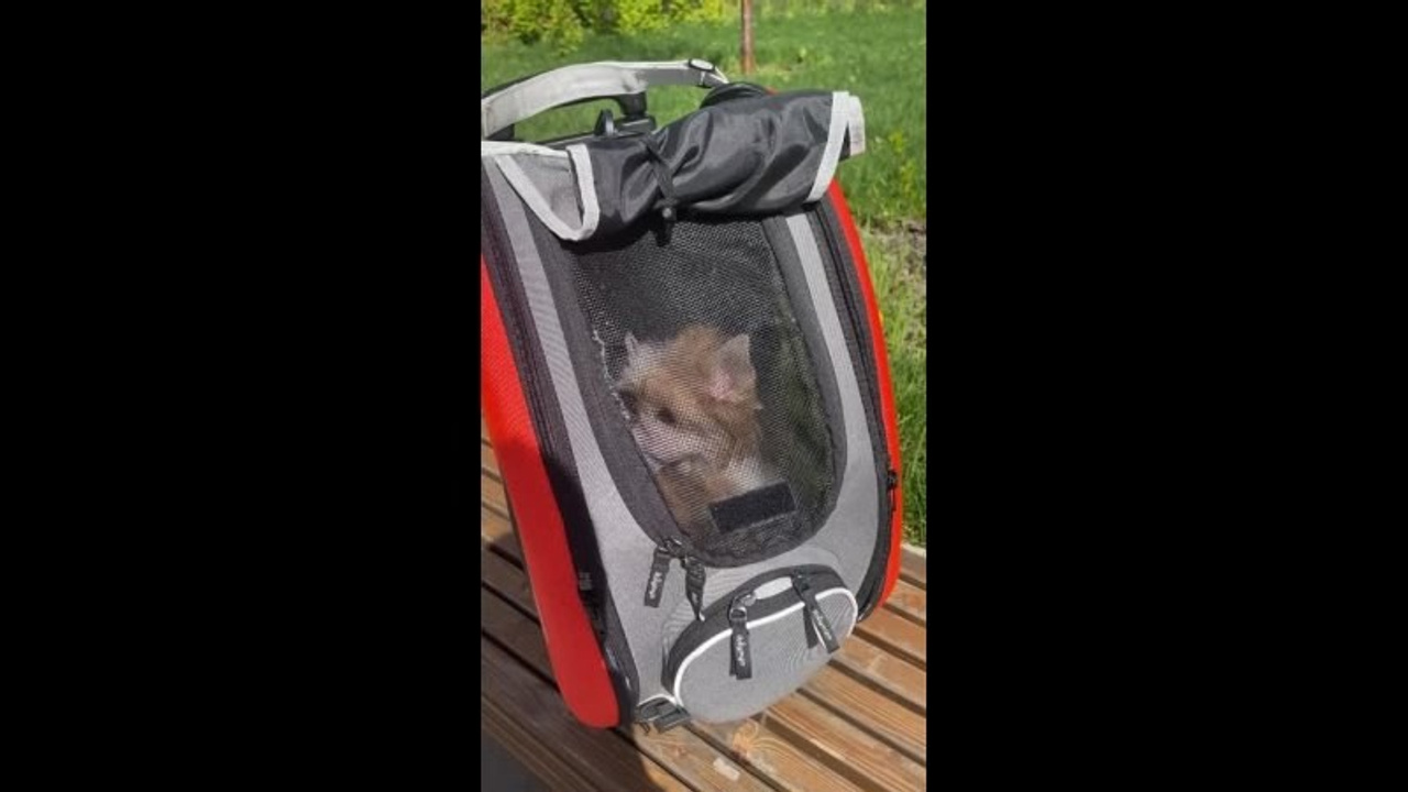 Poale Ell Veles. Chinese Crested Dog Kennel Poale Ell