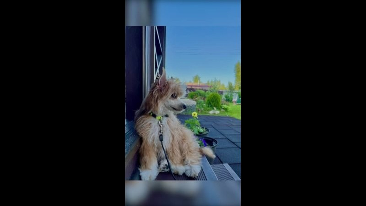 Poale Ell Veles. Chinese Crested Dog Kennel Poale Ell