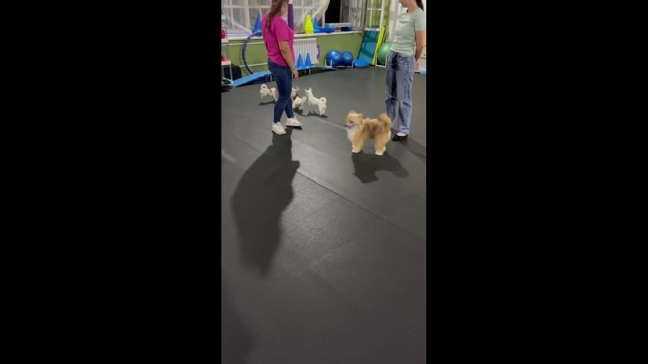 Poale Ell Veles. Chinese Crested Dog Kennel Poale Ell