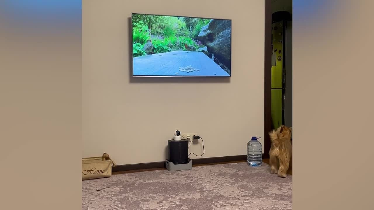 Poale Ell Veles. Chinese Crested Dog Kennel Poale Ell