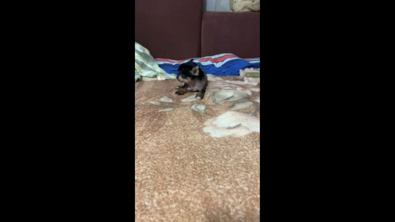 Помёт V. Питомник китайских хохлатых собак Poale Ell: купить щенка