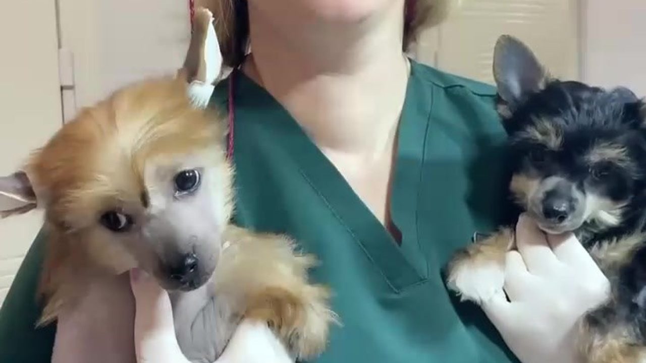 New litter G 2025 March 14th. Chinese Crested Dog Kennel Poale Ell