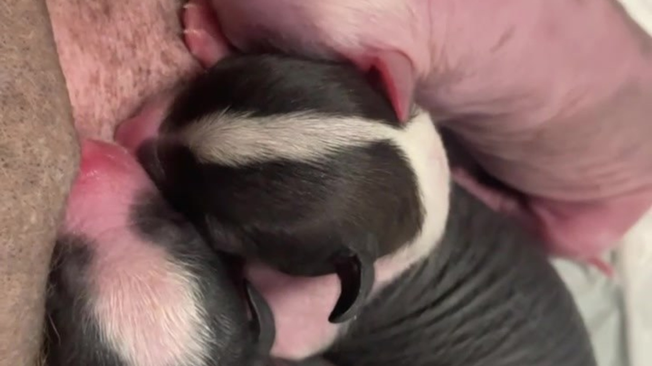 Помёт D | 16.10.2025. Питомник китайских хохлатых собак Poale Ell: купить щенка