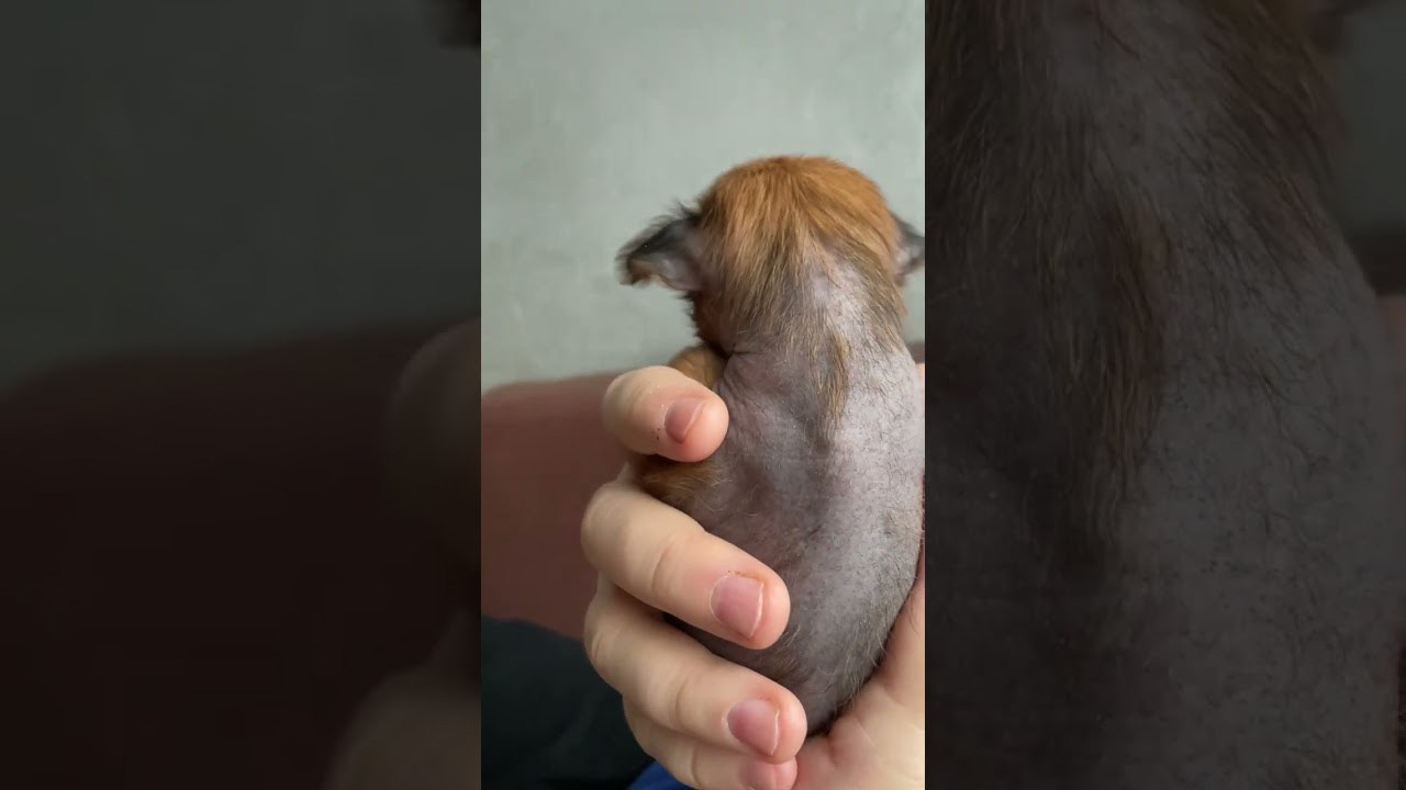 Poale Ell Vera hairless femaly dog. Chinese Crested Dog Kennel Poale Ell