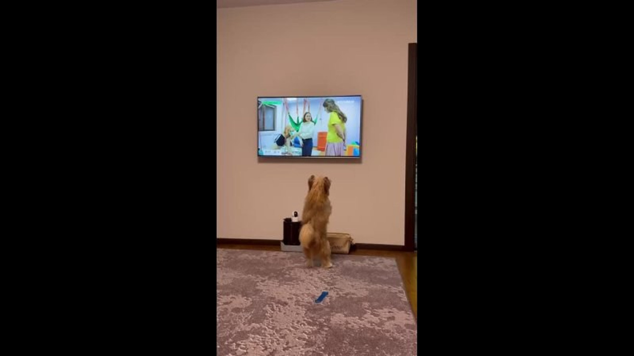 Poale Ell Veles. Chinese Crested Dog Kennel Poale Ell