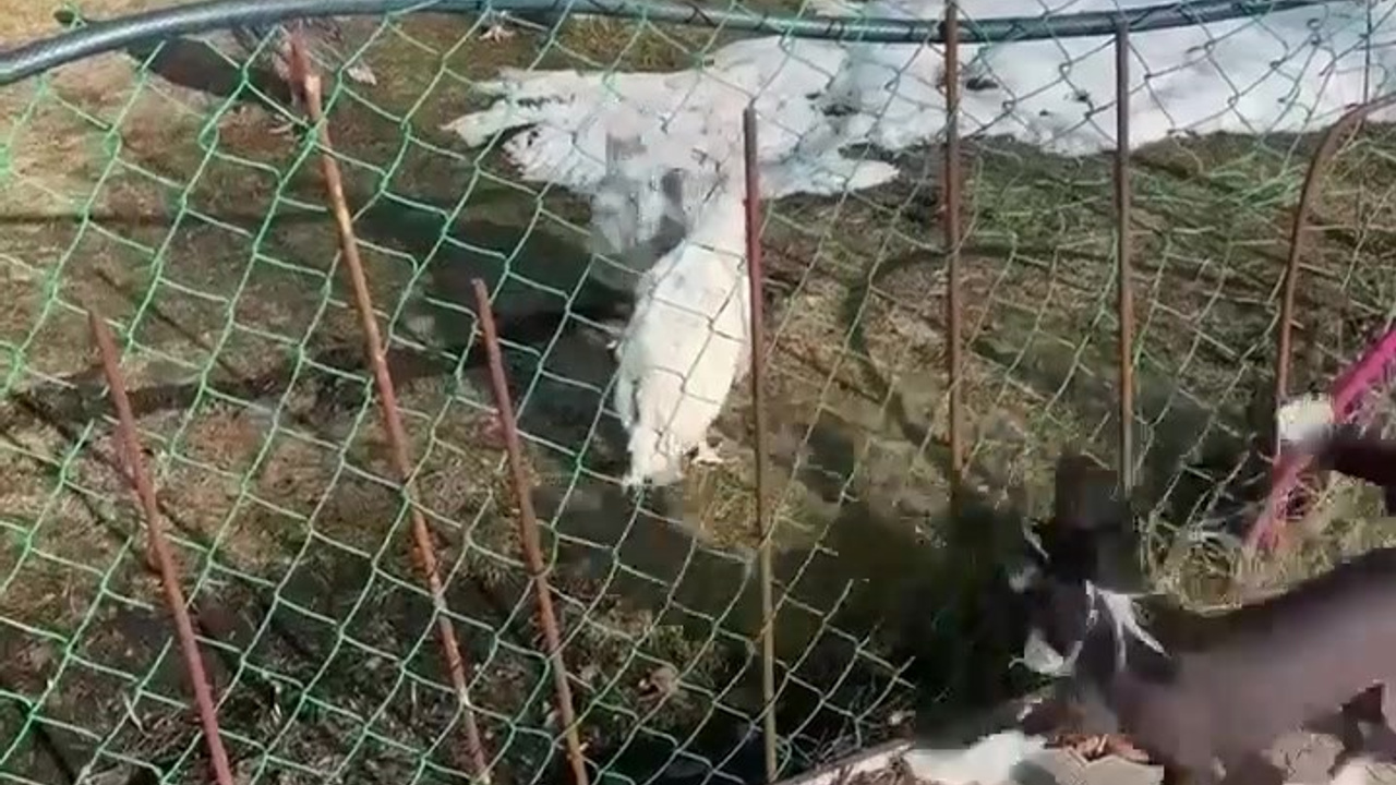 Poale Ell Dasha. Питомник китайских хохлатых собак Poale Ell: купить щенка в питомнике