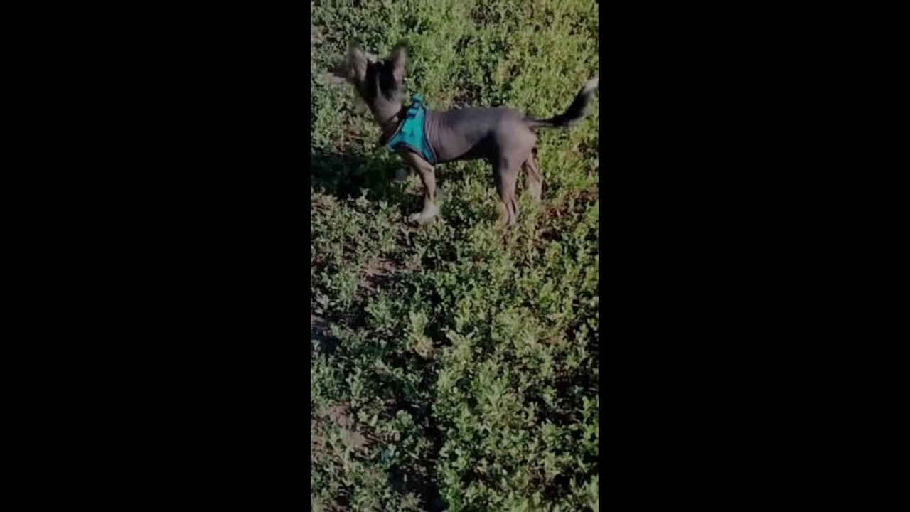 Poale Ell Vinsent. Chinese Crested Dog Kennel Poale Ell