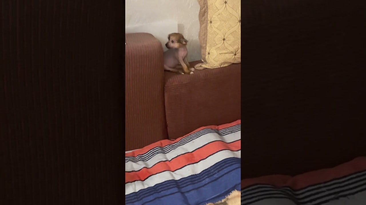 Poale Ell Vera hairless femaly dog. Chinese Crested Dog Kennel Poale Ell