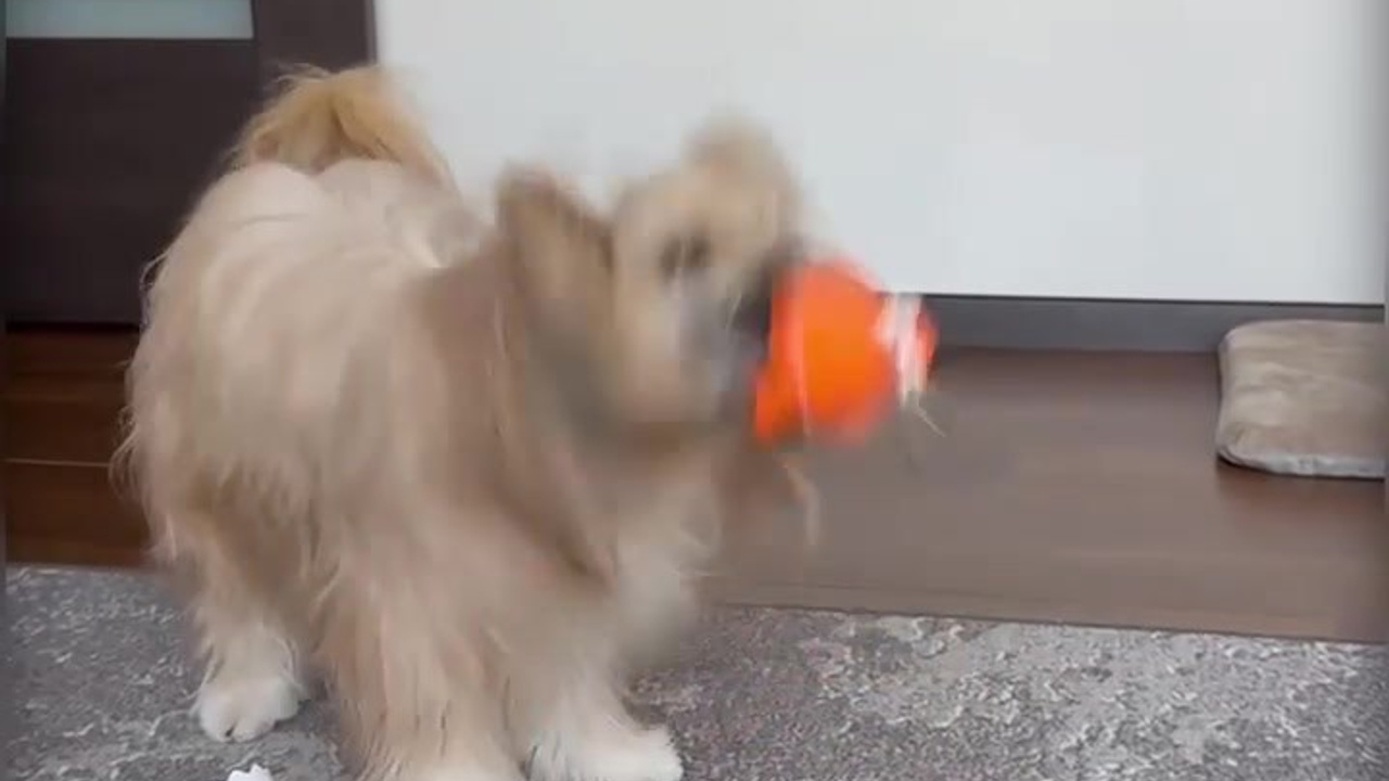 Poale Ell Veles. Poale Ell Chinese Crested Dog Kennel: Buy a puppy from the kennel