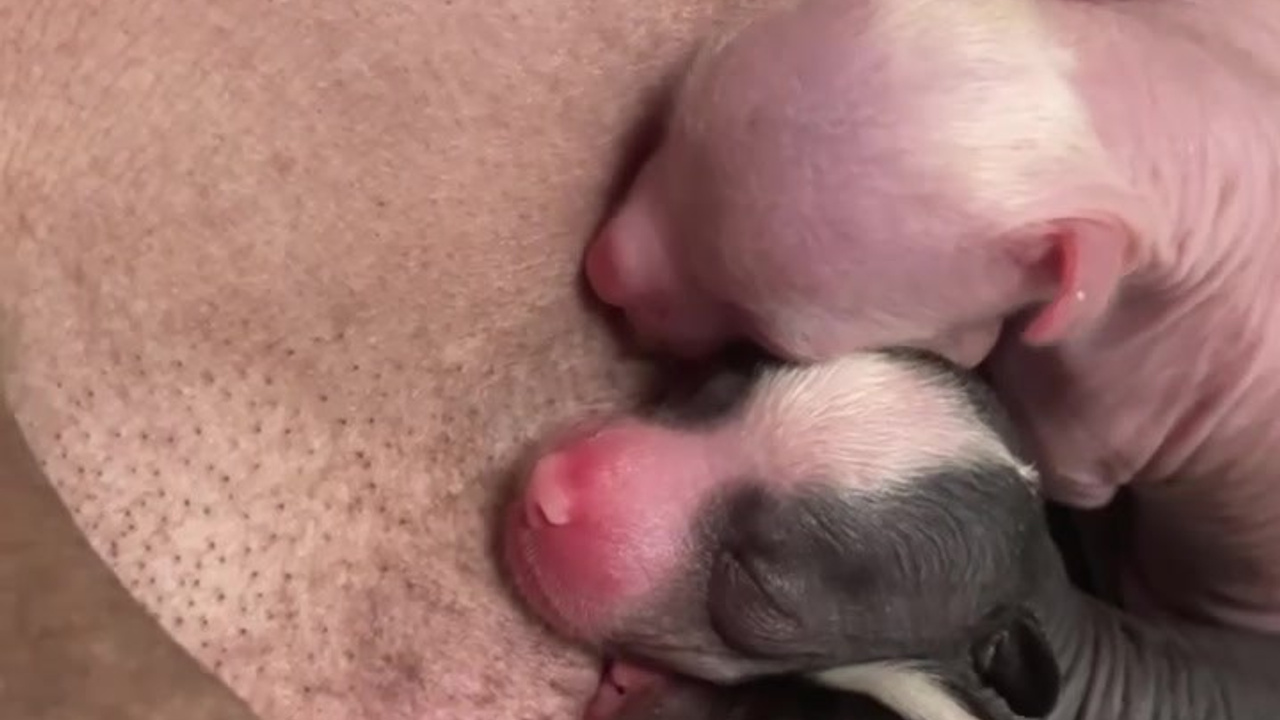 Помёт D | 16.10.2025. Питомник китайских хохлатых собак Poale Ell: купить щенка