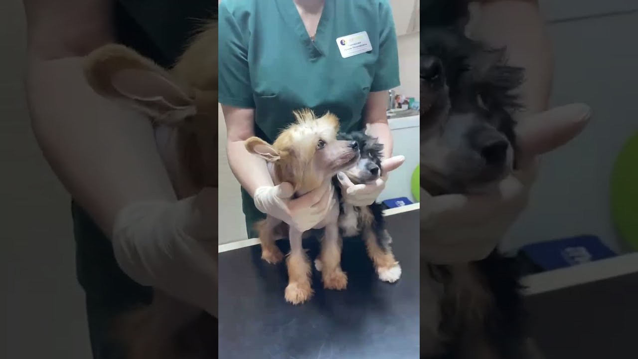 New litter G 2025 March 14th. Chinese Crested Dog Kennel Poale Ell