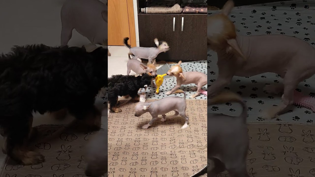 Poale Ell Ermak. Poale Ell Chinese Crested Dog Kennel: Buy a puppy from the kennel