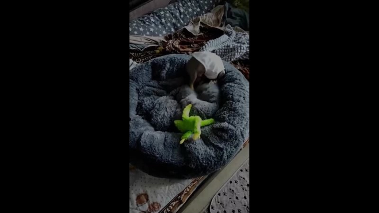 Poale Ell Vinsent. Chinese Crested Dog Kennel Poale Ell