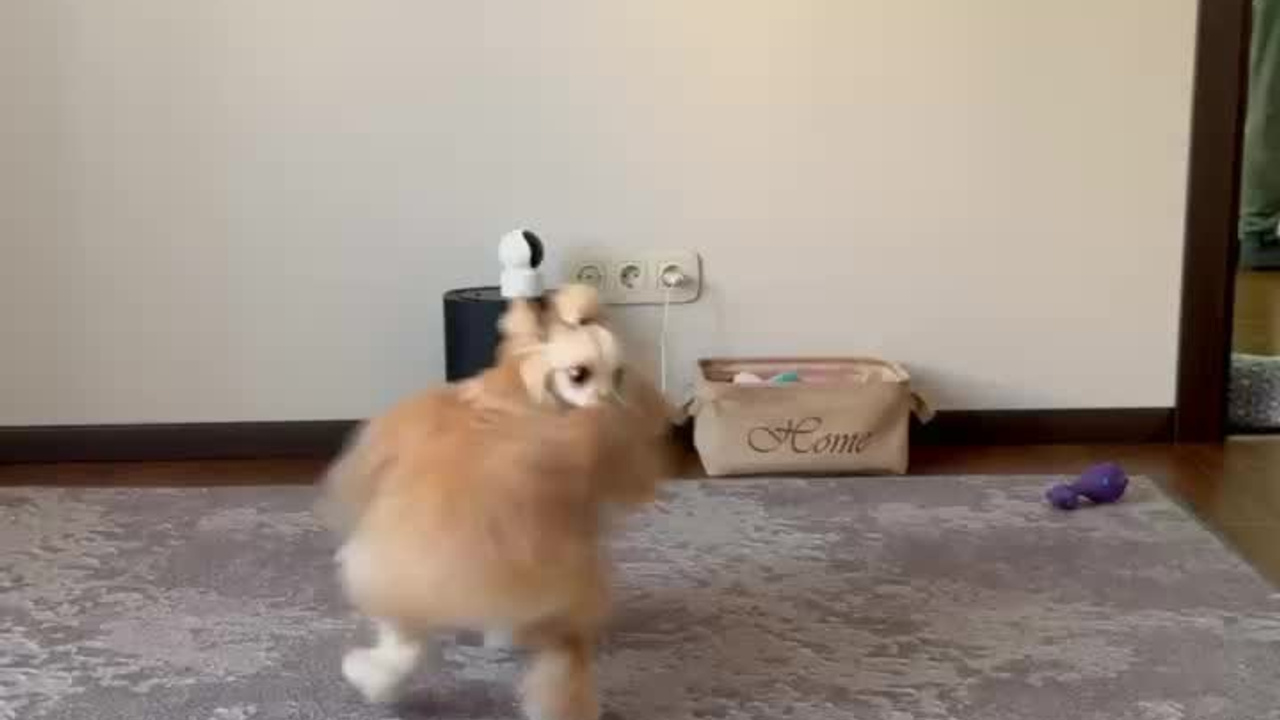 Poale Ell Veles. Chinese Crested Dog Kennel Poale Ell