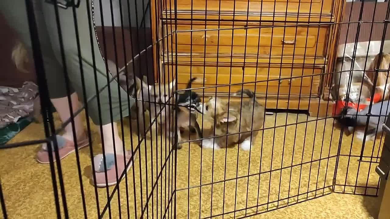 Помёт V. Питомник китайских хохлатых собак Poale Ell: купить щенка