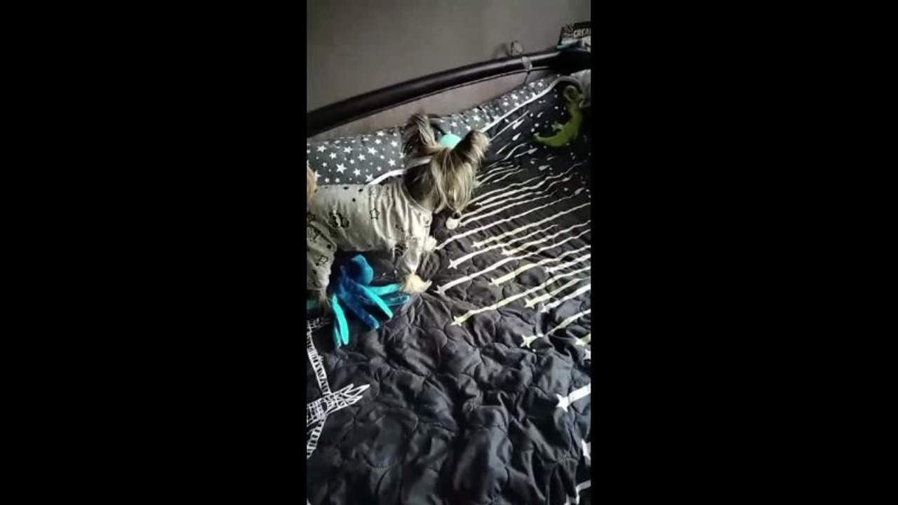 Poale Ell Vinsent. Chinese Crested Dog Kennel Poale Ell