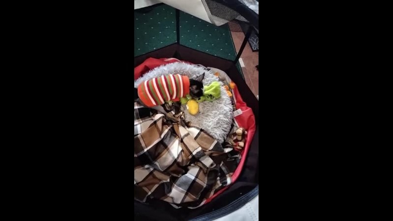 Poale Ell Vinsent. Chinese Crested Dog Kennel Poale Ell