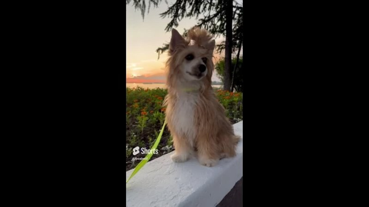 Poale Ell Veles. Chinese Crested Dog Kennel Poale Ell