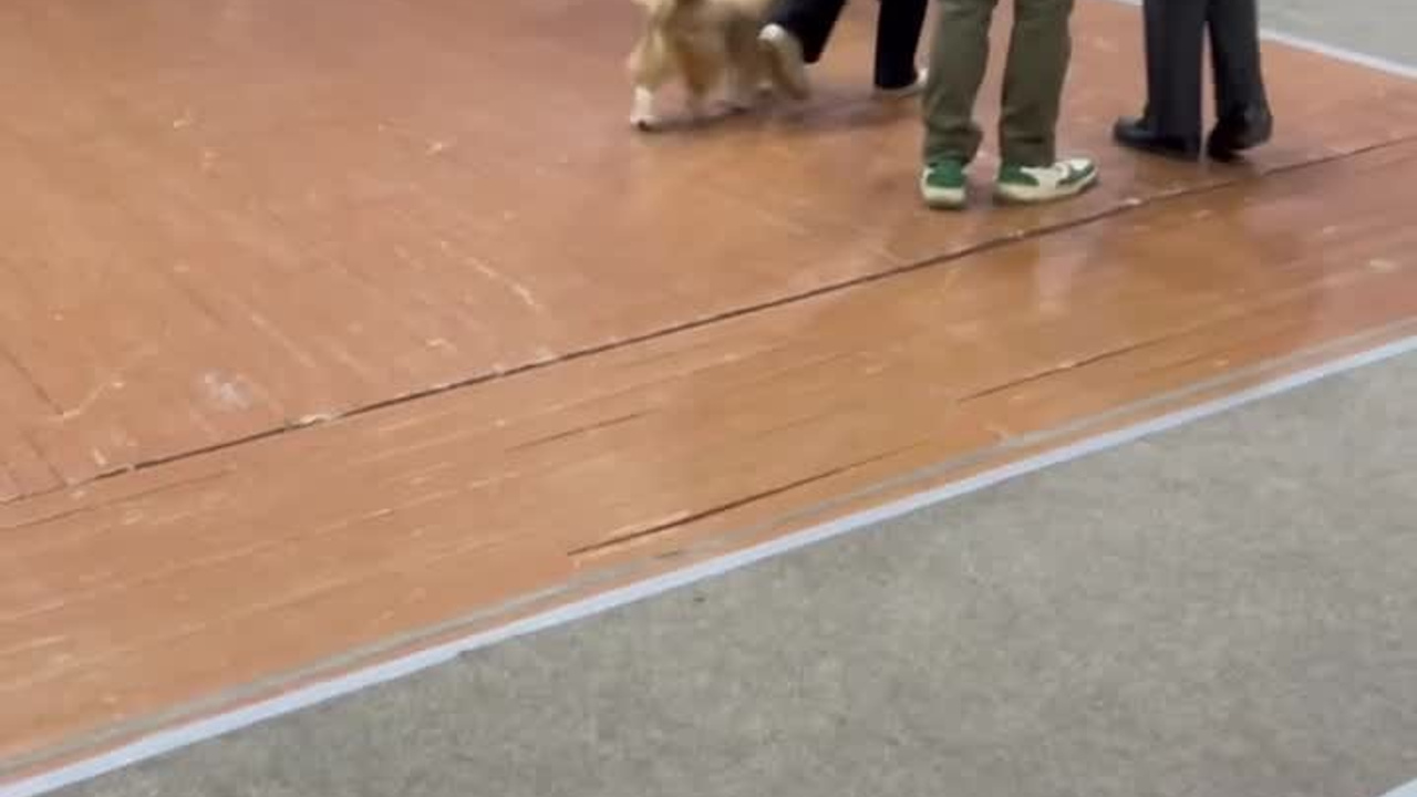 Poale Ell Veles. Chinese Crested Dog Kennel Poale Ell