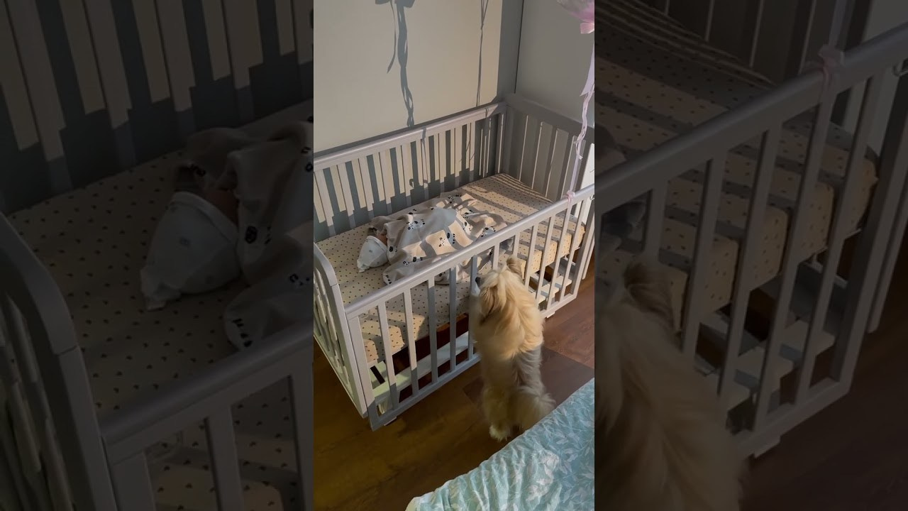 Poale Ell Veles. Chinese Crested Dog Kennel Poale Ell