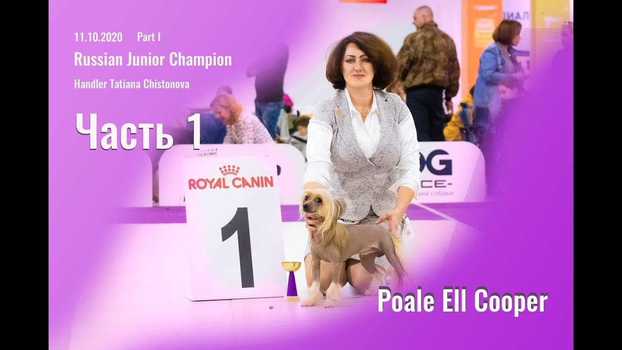 Poale Ell Cooper. Питомник китайских хохлатых собак Poale Ell: купить щенка