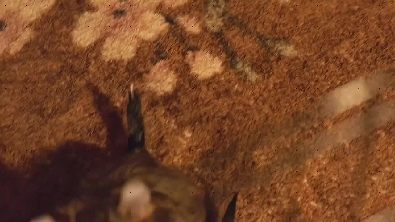 Помёт V. Питомник китайских хохлатых собак Poale Ell: купить щенка