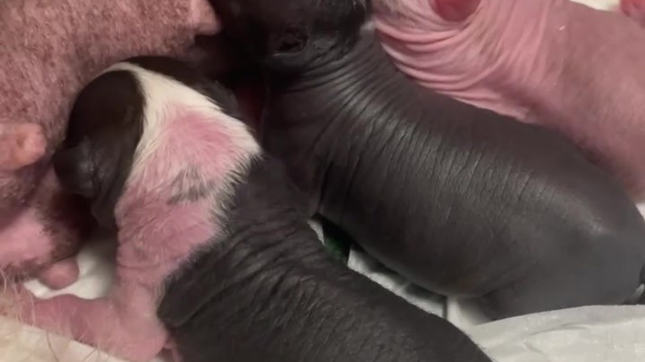 Помёт D | 16.10.2025. Питомник китайских хохлатых собак Poale Ell: купить щенка