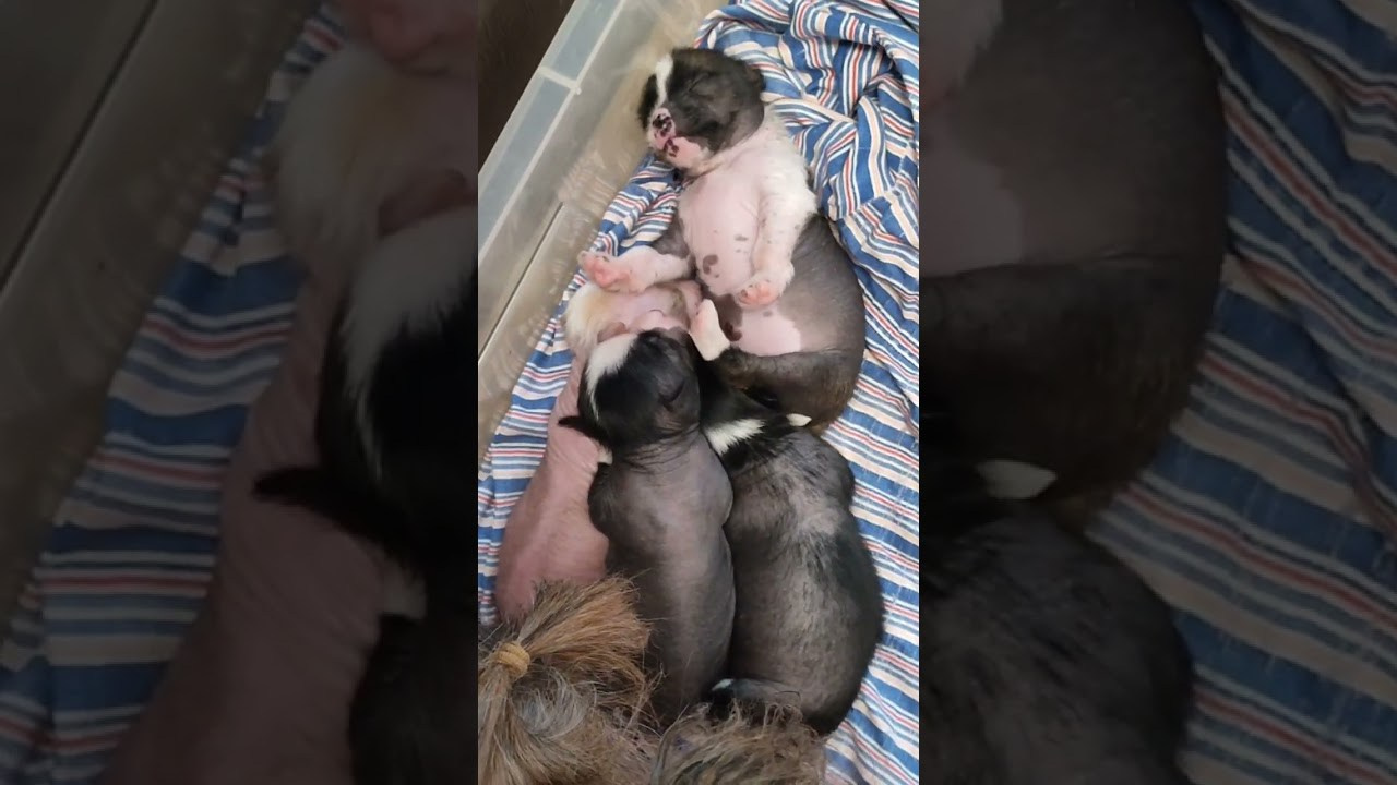 Помёт D | 16.10.2025. Питомник китайских хохлатых собак Poale Ell: купить щенка