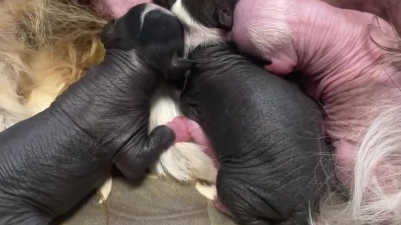 Помёт D | 16.10.2025. Питомник китайских хохлатых собак Poale Ell: купить щенка