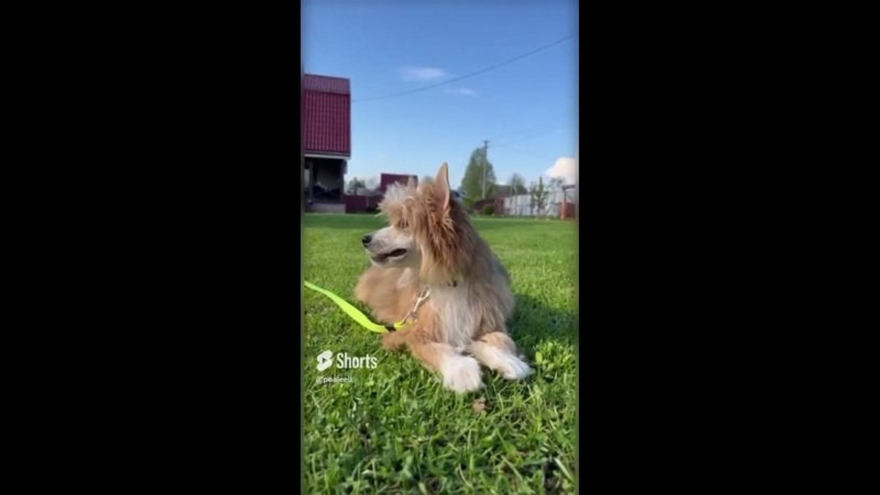 Poale Ell Veles. Chinese Crested Dog Kennel Poale Ell