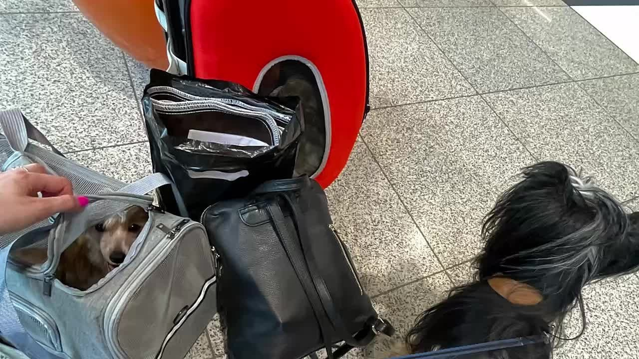 Poale Ell Veles. Chinese Crested Dog Kennel Poale Ell