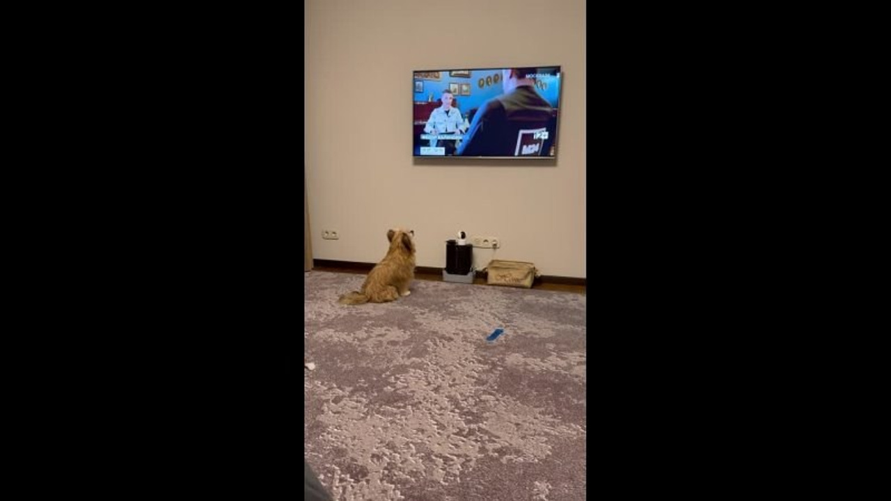 Poale Ell Veles. Chinese Crested Dog Kennel Poale Ell