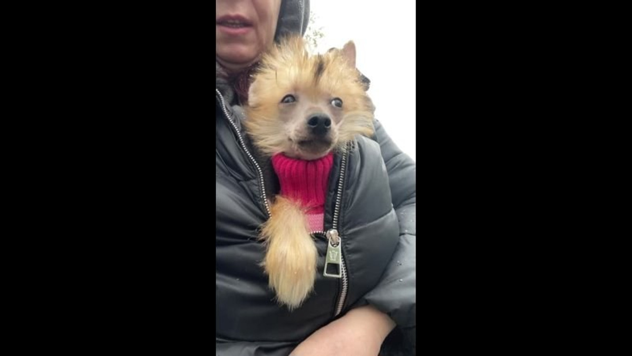 Poale Ell Vera hairless femaly dog. Chinese Crested Dog Kennel Poale Ell