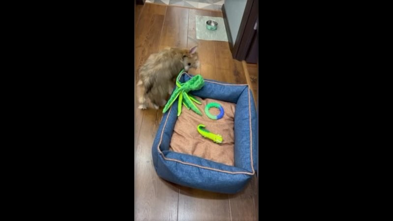 Poale Ell Veles. Chinese Crested Dog Kennel Poale Ell